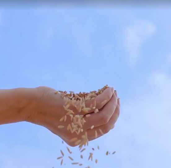 龙军米业 秋田小町